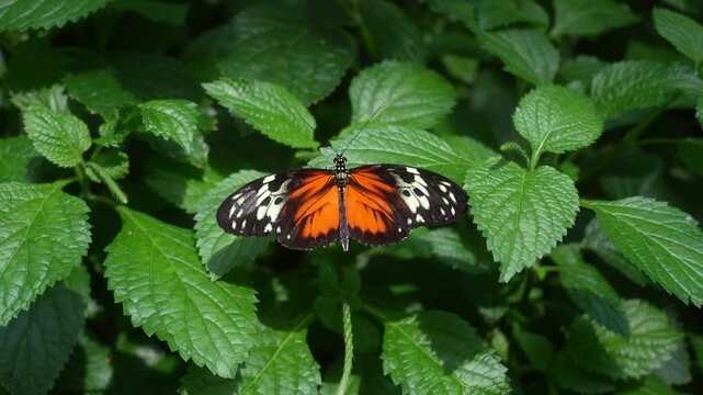 Tiger longwing butterfly displaying open wings on green foliage