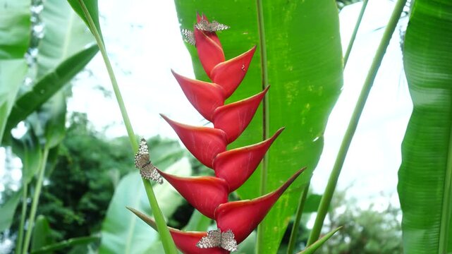 Small Speckled Skipper Butterflies Fluttering Around Red Heliconia Flower
