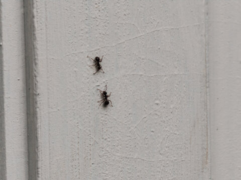 Macro shot of black ants crawling and communicating on a textured white wall. Minimalist nature background with negative space, ideal for teamwork, pest control, or insect infestation themes