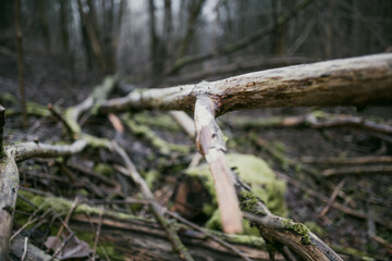 Fototapeta premium Moss, tree bark and fallen deadwood in a damp winter forest without snow. Decaying wood and natural vegetation show the quiet seasonal cycle of a woodland ecosystem.