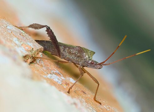 A Focus Stacked Closeup Image of a Florida Leaf-Footed Bug on a Brick Wall