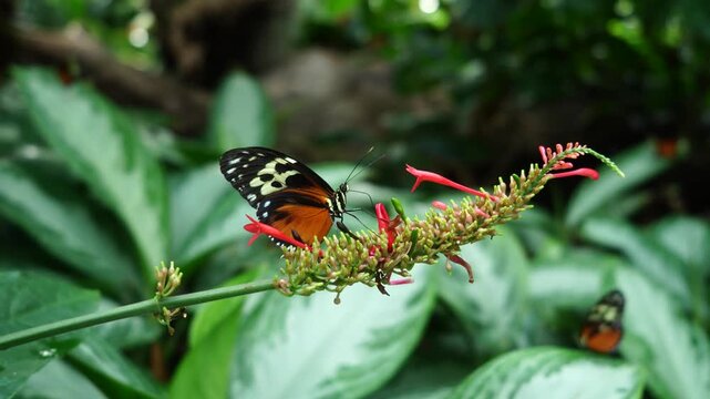 Tiger Longwing Butterfly Feeding on Pink Firespike Flower Spike