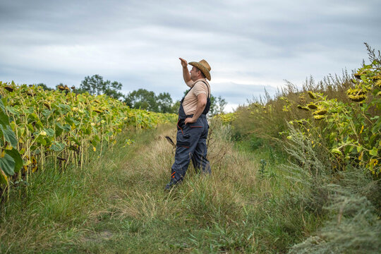 A dedicated farmer stands in a lush sunflower field, squinting at the horizon as the clouds gather. The air is fresh, carrying the scent of earth and plants, hinting at a change in weather