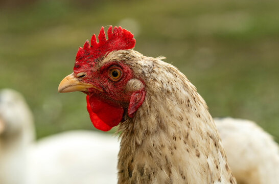 A spotted hen stands proudly in a vibrant green yard, her bright red comb contrasting with the soft feathers. She pecks curiously at the ground, exploring her surroundings