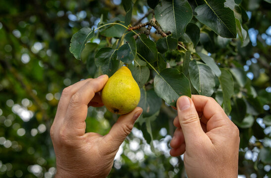 Hands gently pluck a yellow pear from a tree branch, showcasing the ripe fruit against a backdrop of vibrant green leaves. The sun highlights the orchard's beauty