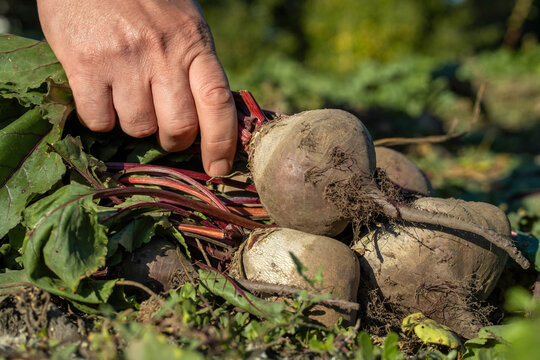 Hand holds pulled beetroot plants with leaves attached, resting over dirt after harvest. Muddy roots and red stalks stand out in bright outdoor light, creating wholesome agricultural look.