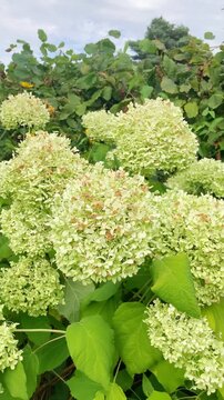 Detail of Hydrangea flowers, green blooming, vertical video