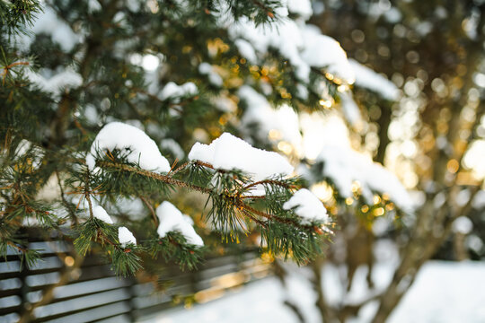 Close-up of pine branches lightly covered with fresh snow in a winter garden. Evergreen needles and soft white snow create a peaceful seasonal nature background.