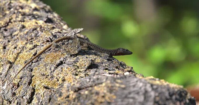  Macro - A lizard sunbathing on a log