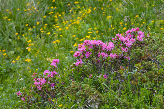 Rhododendron ferrugineum, also known as the alpine rose, snow rose, or rust-leaved alpine rose, is an evergreen shrub that grows just above the tree line in the Alps.
