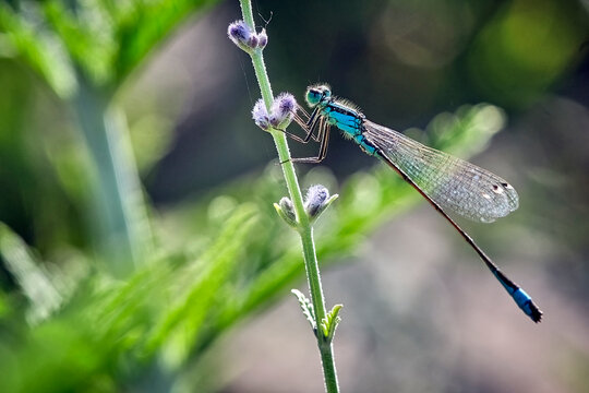 Gro&szlig;e Pechlibelle ( Ischnura elegans ).