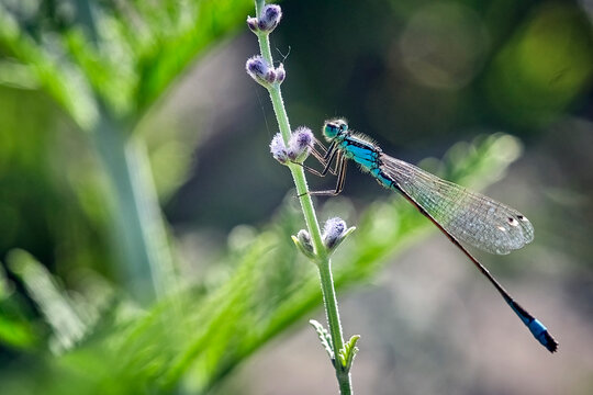 Gro&szlig;e Pechlibelle ( Ischnura elegans ).