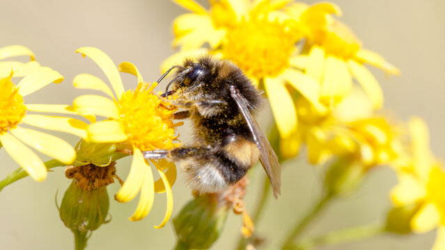 bee on flower