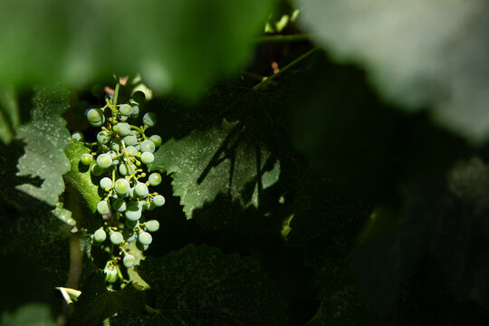 young grapes on a vine in a vineyard with dramatic contrast lighting and shadows, negative space, composition