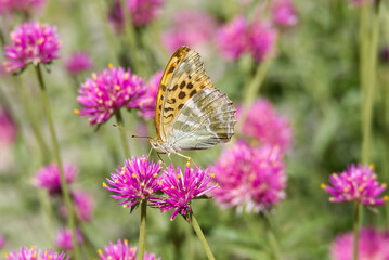 Silver-washed fritillary (Argynnis paphia) Butterfly sitting on a pink flower in Zurich, Switzerland © Janine