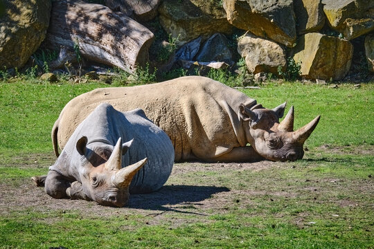 Ostafrikanisches Spitzmaulnashorn ( Diceros bicornis michaeli ).