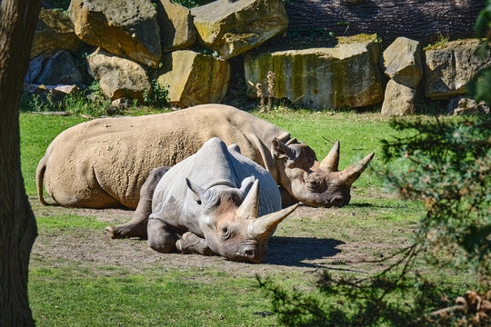 Ostafrikanisches Spitzmaulnashorn ( Diceros bicornis michaeli ).