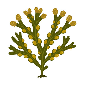 Detailed flat vector illustration of bladderwrack seaweed fucus vesiculosus, brown algae isolated on white background