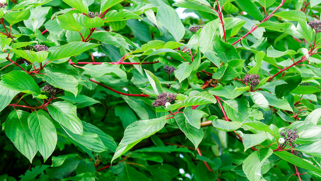 Red Twig Dogwood (Cornus sericea) Ornamental shrub producing clusters of white berries on reddishtwigs contrasting with green ovate and pointed leaves