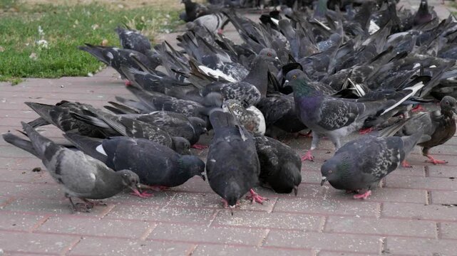 flock of city pigeons feeding on seeds on paved sidewalk close-up, group of rock doves pecking food on city pavement, crowded flock of feral pigeons eating grain outdoors