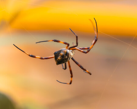argiope spider on the web