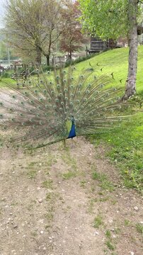 Male peacock displaying its magnificent colorful tail feathers during courtship, while two chickens walk in the foreground, natural wildlife scene showcasing animal behavior and beauty