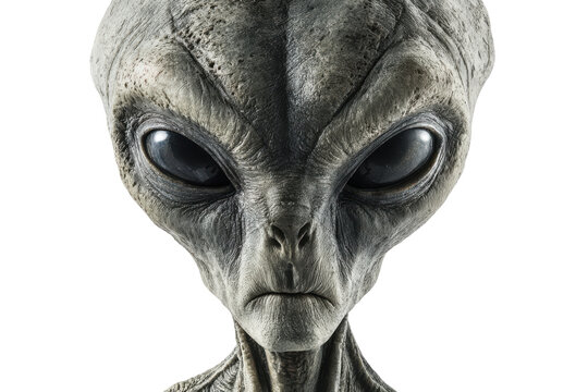 The enigmatic stare of the extraterrestrial entity isolated on transparent background. 3D realistic alien head with large black eyes and gray skin isolated on white background.