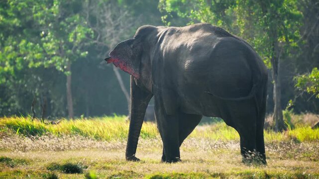 Wild Asian elephant grazing in a sunny grassland meadow