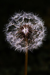 Partially dispersed dandelion seed head with delicate white parachute seeds and exposed achenes, photographed in macro against a dark natural background. © Petr
