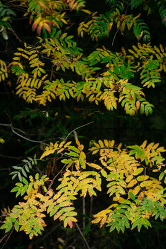 Autumn forest with bright colorful leaves