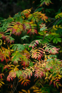 Autumn forest with bright colorful leaves