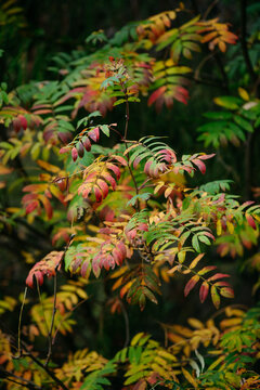 Autumn forest with bright colorful leaves