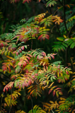 Autumn forest with bright colorful leaves