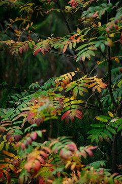 Autumn forest with bright colorful leaves