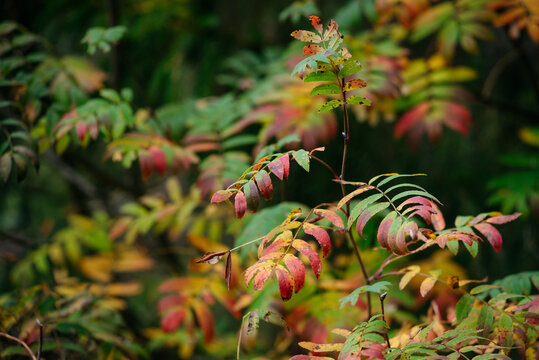 Autumn forest with bright colorful leaves