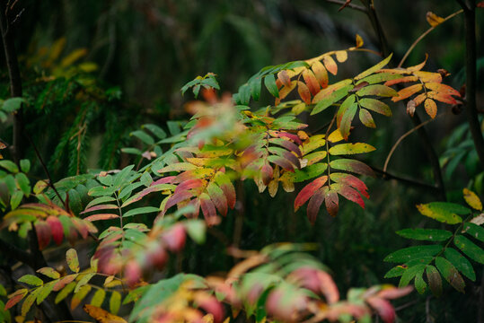 Autumn forest with bright colorful leaves