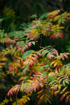 Autumn forest with bright colorful leaves