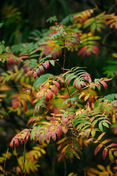 Autumn forest with bright colorful leaves