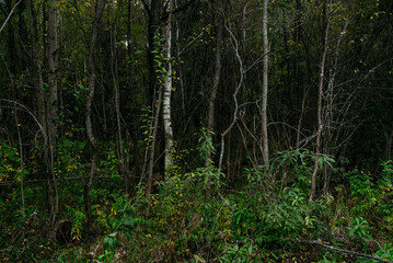 Obraz premium Autumn forest with bright colorful leaves