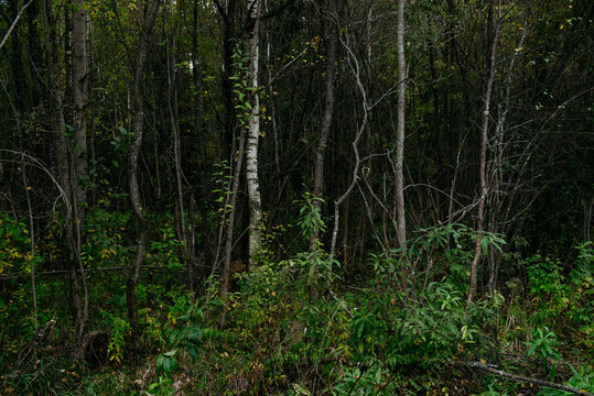 Autumn forest with bright colorful leaves