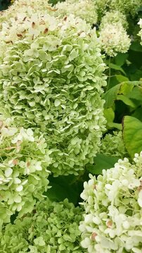 Garden view with Hydrangea plants, vertical