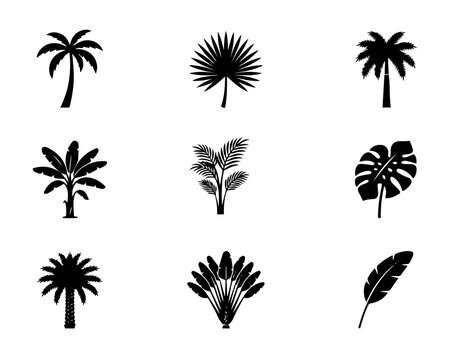 Tropical palm trees and exotic leaves black silhouettes vector set.