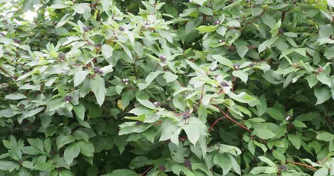 Cornus sericea or Red Twig Dogwood, bushy shrub with red twigs bearing white berries offering a striking contrast against its brilliant green and red fall foliage.