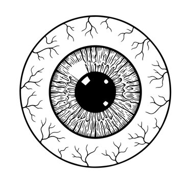 Detailed human eyeball with blood vessels line art vector illustration.