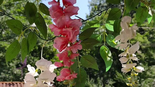 Pink and white wisteria branches sway in the breeze while filming from a swing, with a green lawn and fence in the background.