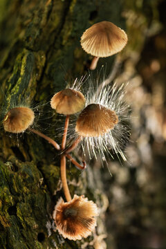 Spinellus fusiger pin mold parasitizing Mycena mushrooms, showing radiating sporangiophores in detailed woodland macro