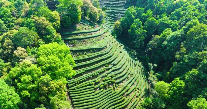 Lush green terraced tea plantations cover a steep hillside surrounded by dense forest in Hangzhou, Zhejiang, China, under sunlight.