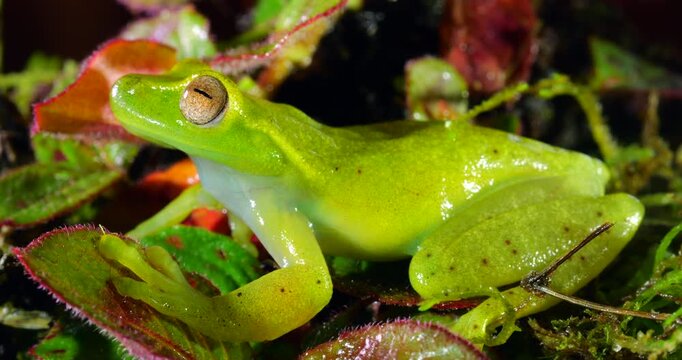 Babbling Stream Frog (Hyloscirtus alytolylax). A tree frog found on the banks of mountain streams  in cloud forest on the western slopes of the Andes in Ecuador. 