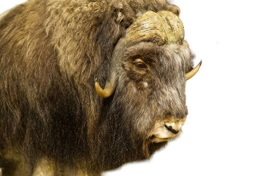 Muskox head portrait isolated on transparent background