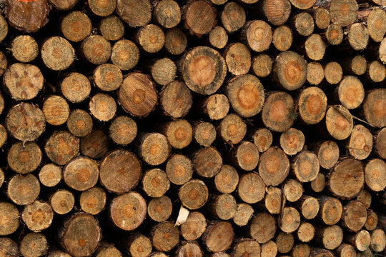 Stacked wooden logs background texture of harvested pine timber
